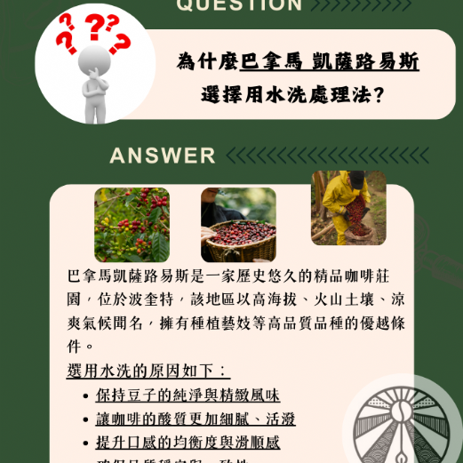 巴拿馬 凱薩路易斯(波奎特精選)